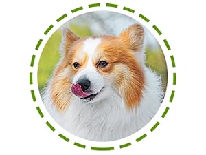 dog allergy relief