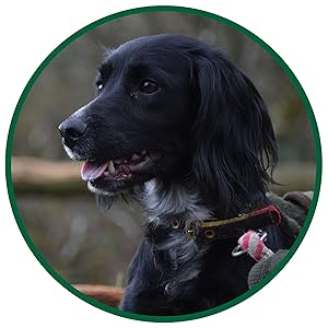 Walter Products DRIED Sprats Dog Treats 1kg – 100% Natural, Dried Fish Treats – High in Omega 3 – Grain-Free and Hypoallergenic BARF diet 8 healthy dog training treats sprats