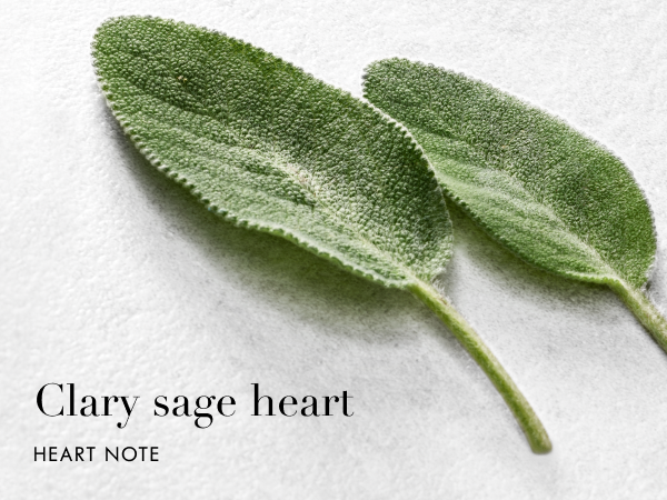 Armani beauty – Acqua di Giò – Eau de Parfum ingredients