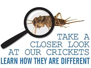 cricket with magnifying glass