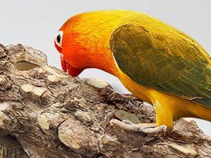 Natural prickly ash parrot perch—safe for chewing, ideal for bonding and play at home.