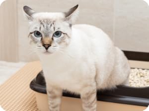 Support Occasional Loose Stool