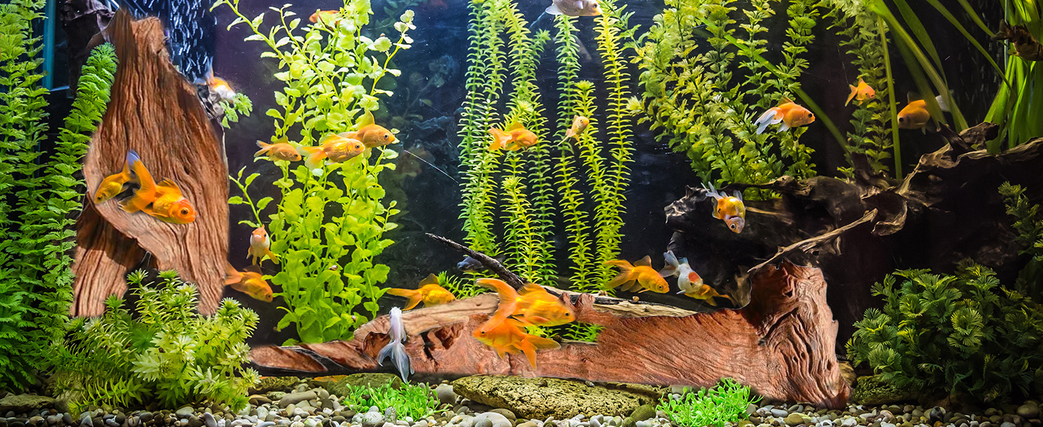 driftwood for aquarium