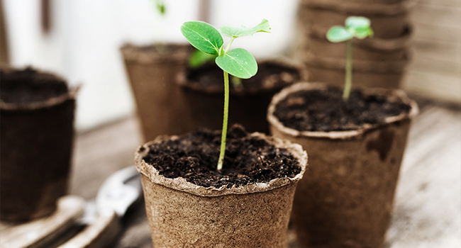 Peat pot