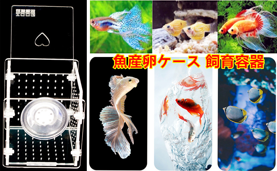 無料サンプルok Yurika 魚 繁殖隔離ボックス 産卵ケース 水槽孵化 多機能 メダカ 産卵 観察ケース 稚魚保護 透明 省スペース 魚と Shipsctc Org