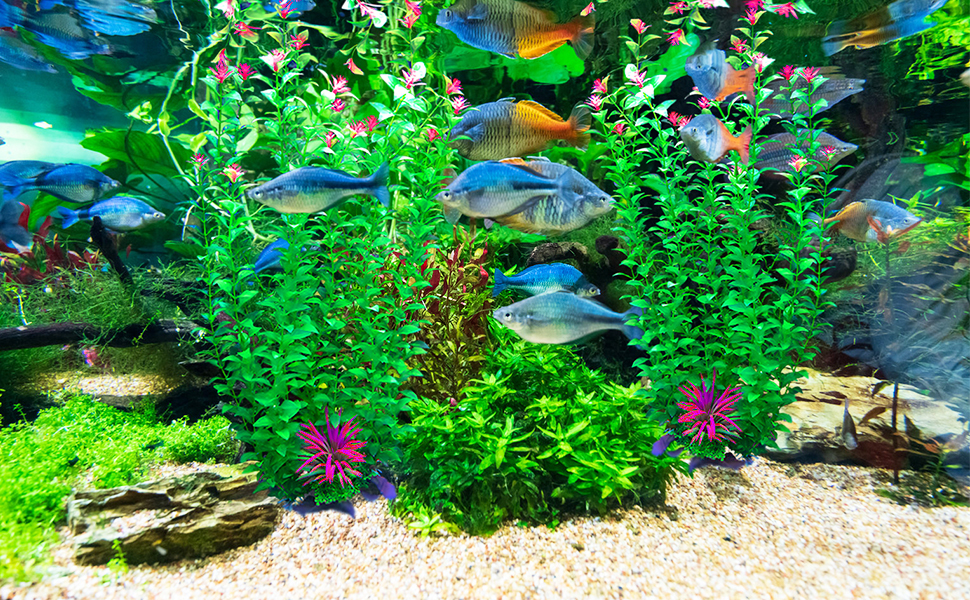aqaurium plant