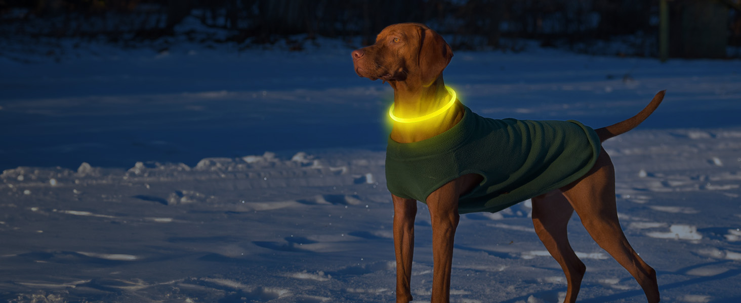 Hund, der eine grüne Jacke mit leuchtend gelbem Halsband trägt und nachts in verschneiter Umgebung steht