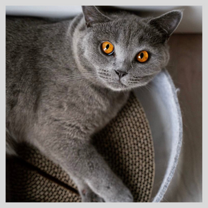 Catnip Scraping Board Felt Scratching Tree Scratching Board