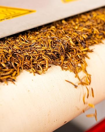 Nahaufnahme von dichten, getrockneten goldbraunen Cordyceps-Pilzen oder ähnlichem getrocknetem Pilzmaterial vor hellem Hintergrund.