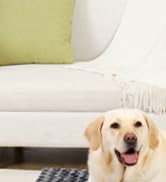 MIHIKK Large Orthopedic Dog Bed for Anxiety, Removable Washable Cover, Waterproof, 35x22 Inch, Gray  
MIHIKK Large Egg C 319bd9fc 4f13 414c 8f6e 51f93dcac8b5. CR0,1,166,182 PT0 SX166 V1