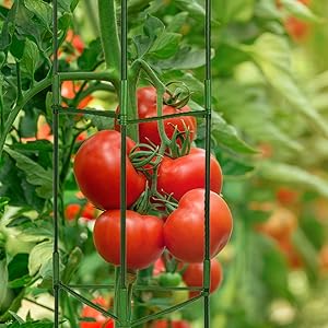 tomato cage,garden trellis
