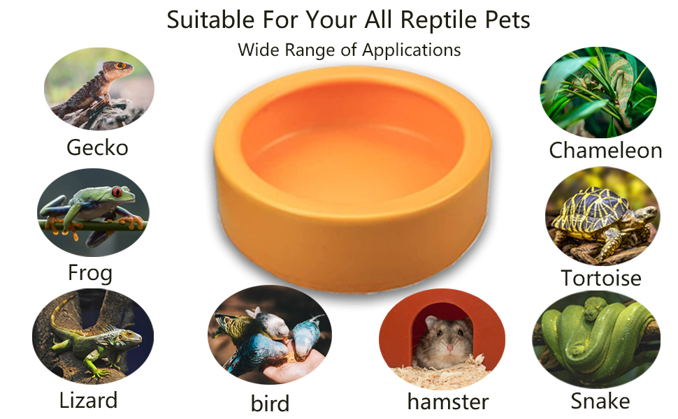 Reptile Bowl Wide Applications