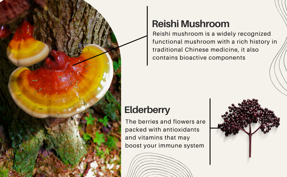 reishi mushroom tincture