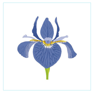 The Little Guide to Wildflowers (Little Guides): Davies