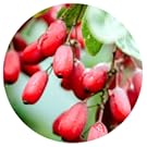 BERBERINA