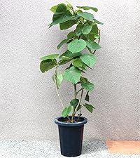 Amazon｜ITANSE フィカス ウンベラータ ゴムの木の仲間