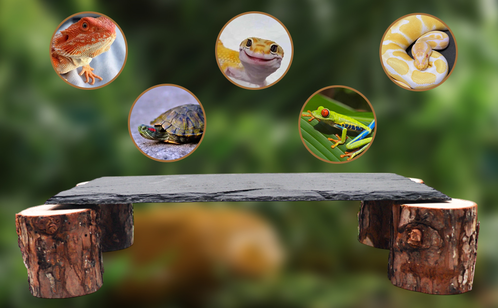 Reptile Tank Accessories for Bearded Dragons, Geckos, Ball Pythons, Tortoise