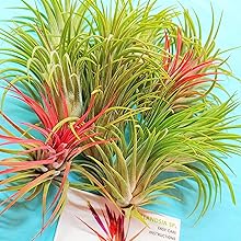 Tillandsia ionantha ‘Enano' RFI A20820 Tillandsia ionantha 'Enano' – Tropiflora