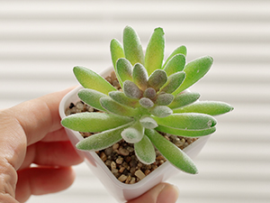 Small manufacture image 1