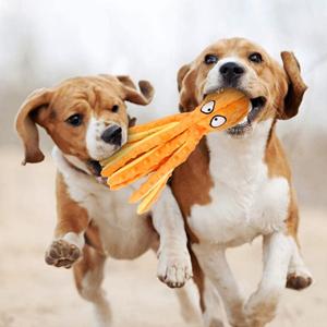 dog toy