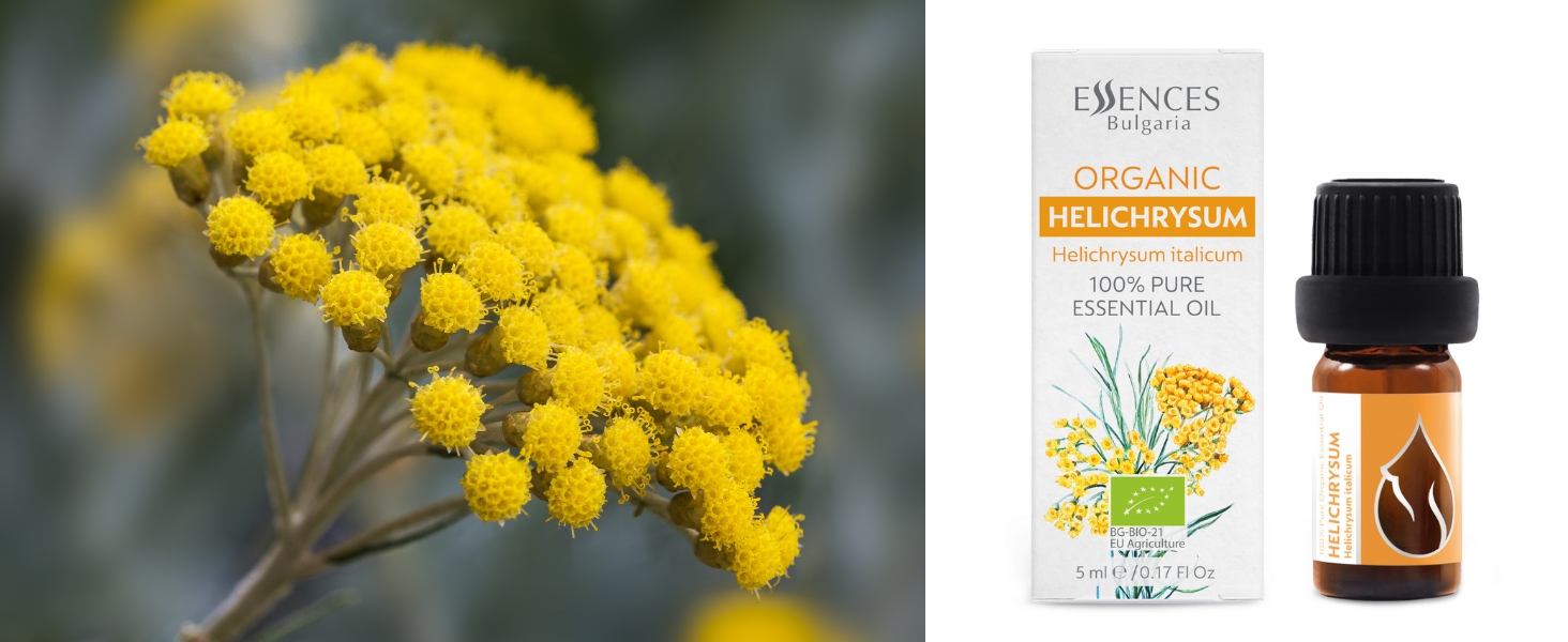 Helichrysum-Blüte und ätherisches Helichrysum-Öl, Essenzen Bulgarien