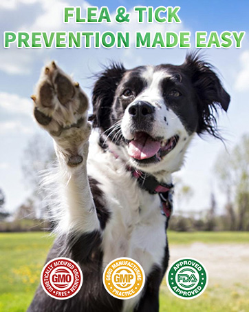 dog flea and tick treatment