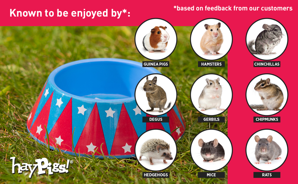 Pet Bowl for Guinea Pig, Hamster, Chinchilla, Degu, Gerbil, Chipmunk, Mice, Rat