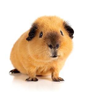 Guinea Pigs love them!