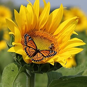 sunflowers attract butterflies to the garden