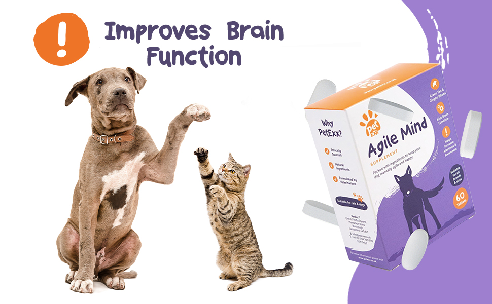 brain