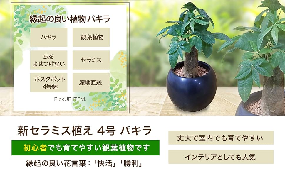 Amazon｜新セラミス植え パキラ 観葉植物 虫がこない
