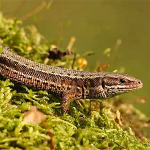 Small manufacture image 1