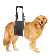 tragehilfe hund treppe