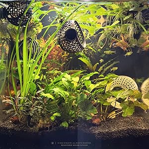 Shrimp cave fish tank ornament, hiding home with plant holder by aquascape byMazy.