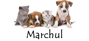 Marchul 2Pcs Cat Comb Dog Combs Set, Self-Cleaning Flea Comb for Cats and Dogs, Cat Grooming Brush with Release Button and Stainless Steel Metal Round Teeth for Removing Matted & Loose Fur, White 12 338917f4 6ee3 405e 8139 5e0c01cb5c91. CR0,0,315,145 PT0 SX315 V1