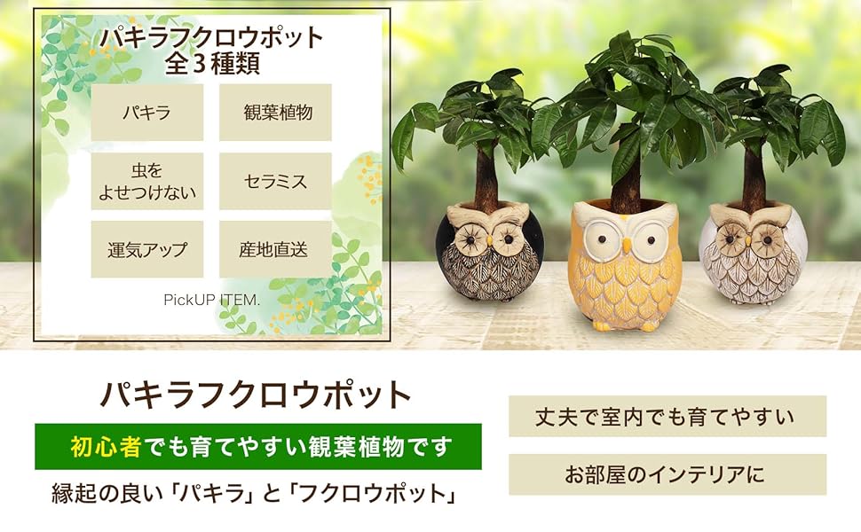 Amazon 父の日 新セラミス植え パキラ 観葉植物 虫がこない 風水 縁起 運気上昇 多肉質 インテリア 玄関 リビング 贈り物 ギフト 開業祝 パキラフクロウポット セラミス植え ホワイト 観葉植物 オンライン通販