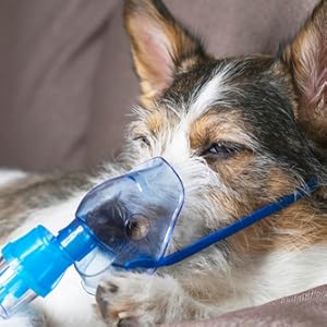 dog with mask