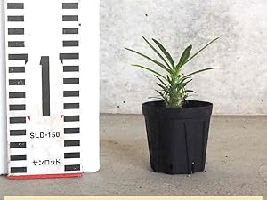 2株セット　ノーネーム　グラキリス１本枝 Amazon.co.jp: グラキリス2株セット 実生2年目 パキポディウム