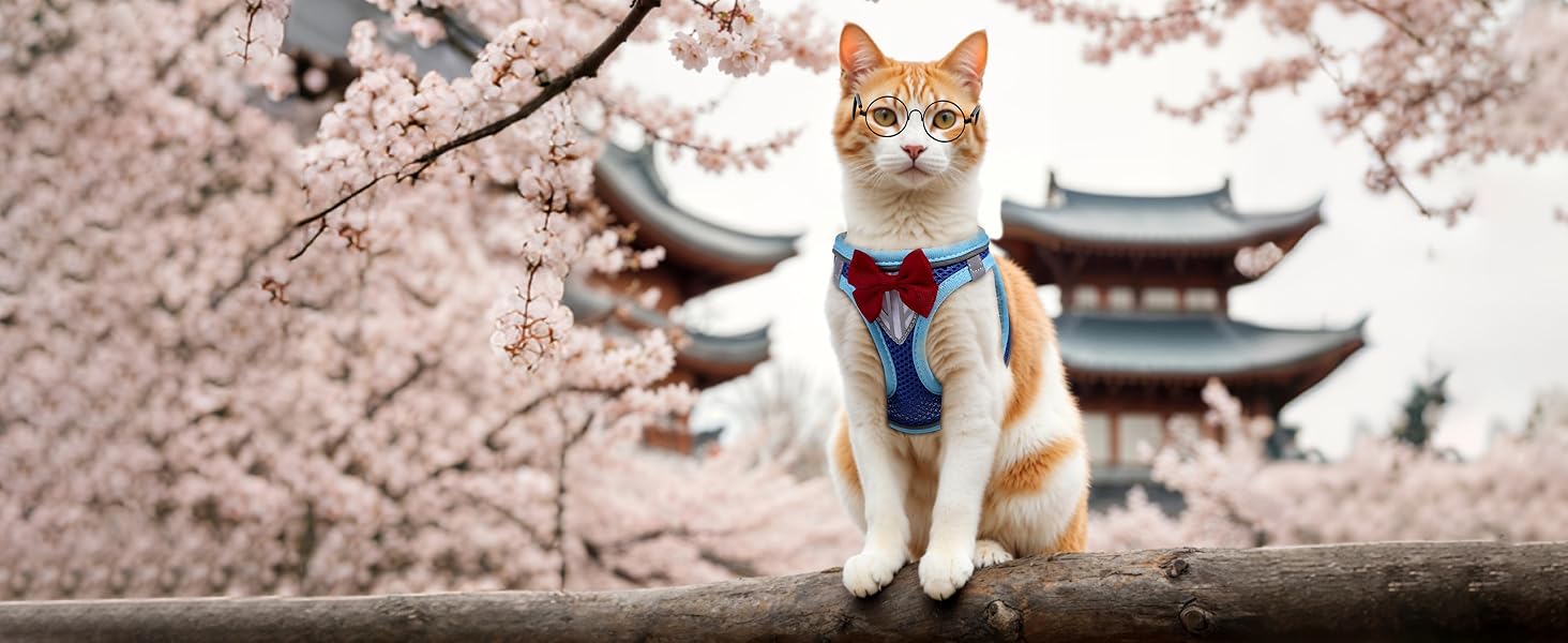 cat vest harness