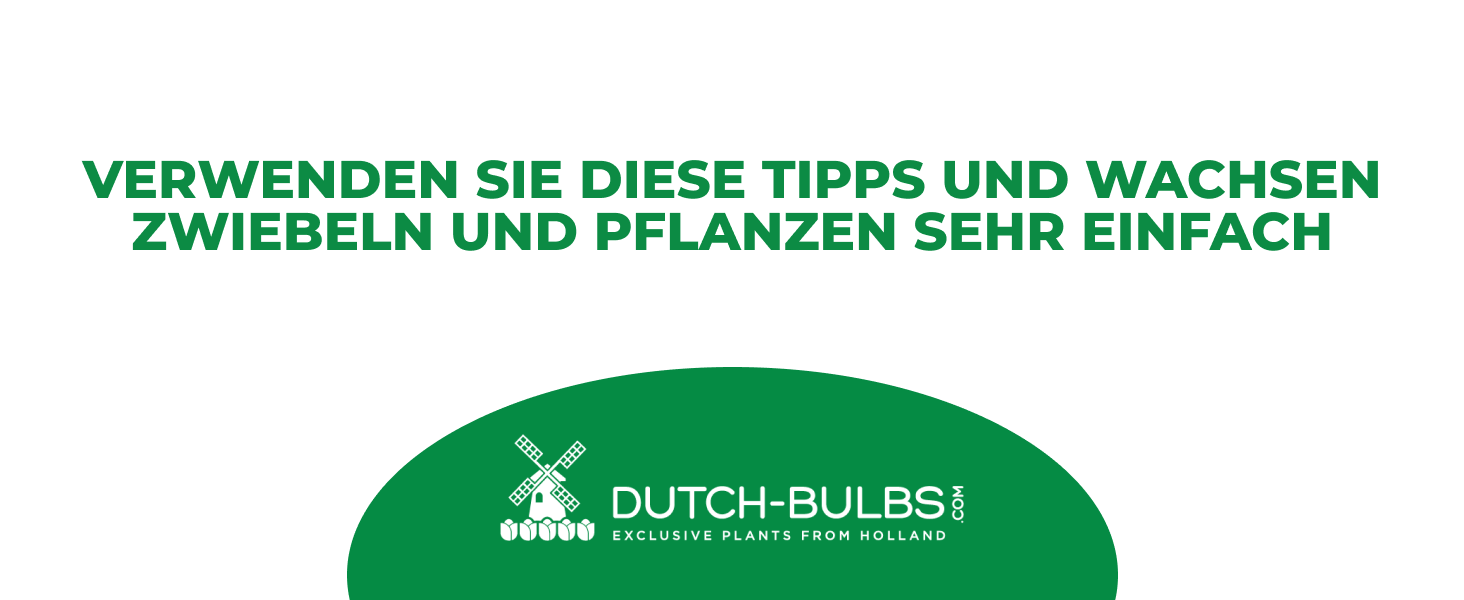Anleitung für den einfachen Anbau von Blumenzwiebeln und mehrjährige Pflanzen Setzlinge aus Holland