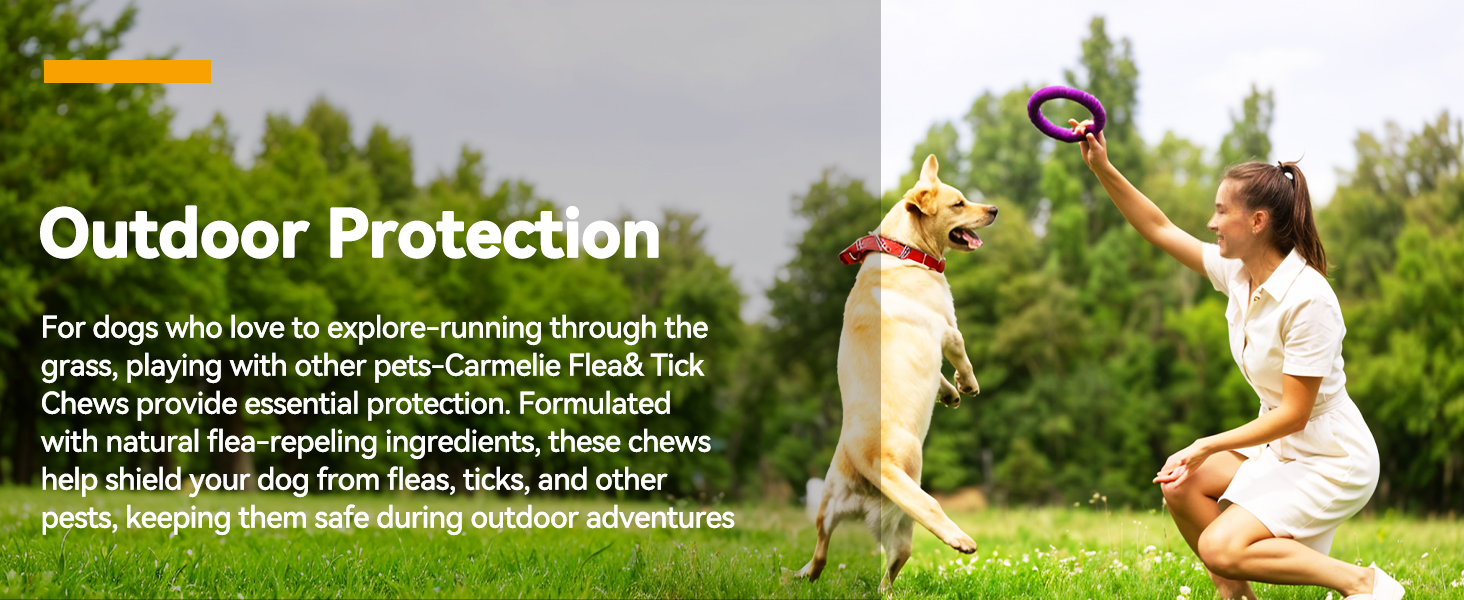 oral flea treatment for dogs