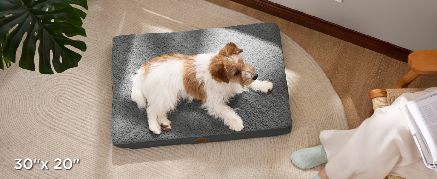 dog bed