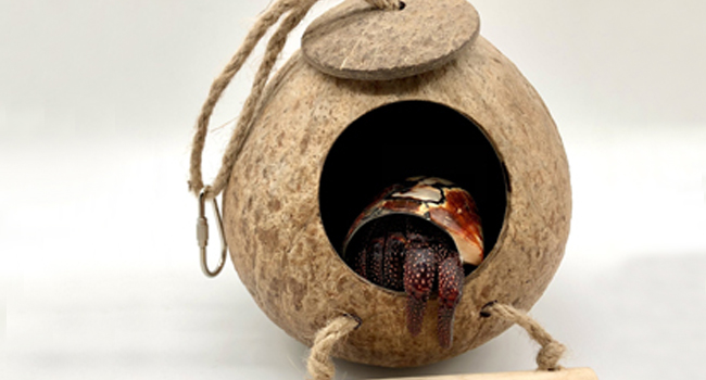 Hermit Crab Tank Accessories