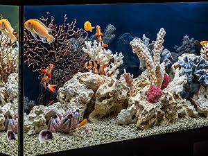 Reef Tank (Freshwater/Saltwater)