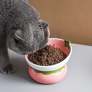 cat Bowl