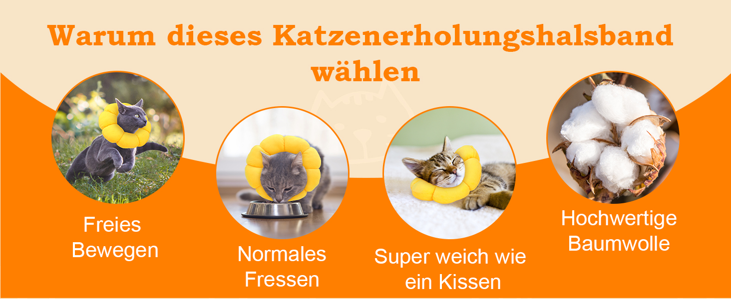Halskrause Katze