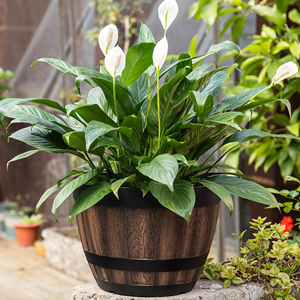 whiskey barrel planter