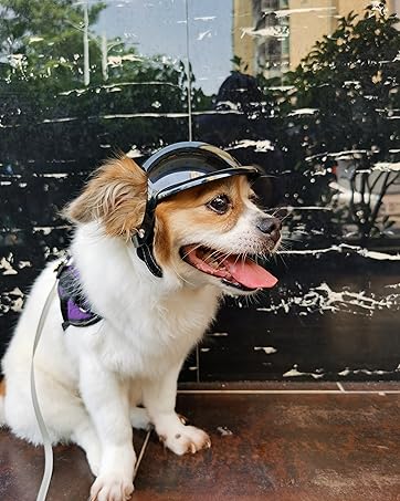 dog helmet