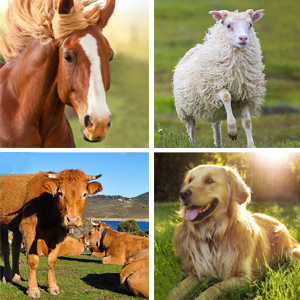 VERSATILE GROOMING