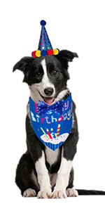 Dog Birthday Boy
